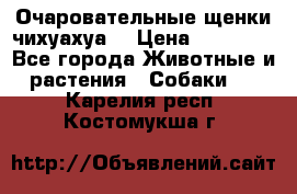 Очаровательные щенки чихуахуа  › Цена ­ 25 000 - Все города Животные и растения » Собаки   . Карелия респ.,Костомукша г.